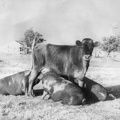 317-2093 TNM Museum - Nursing Cow (are those pigs?)